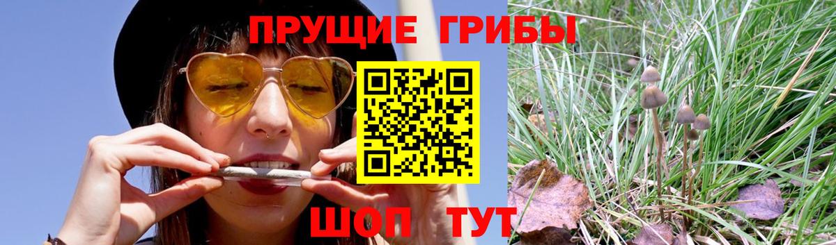 Псилоцибиновые грибы Psilocybine cubensis  Вход с VPN  хочу   Старая Купавна 
